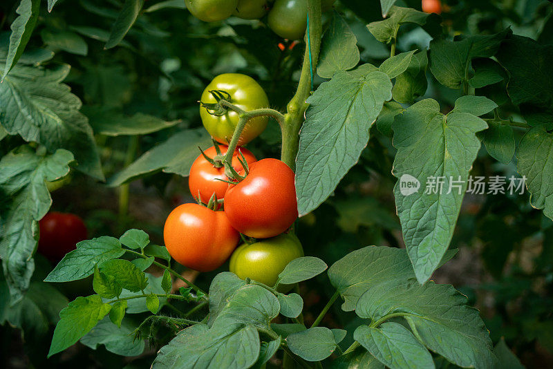 温室种植番茄