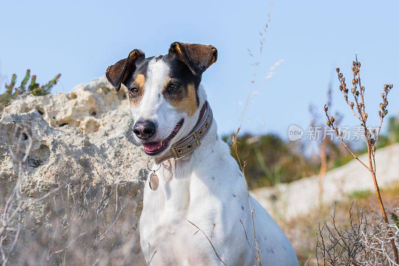 在马耳他，一只狐梗和指示器杂交品种的狗的脸特写，有着淡褐色的眼睛