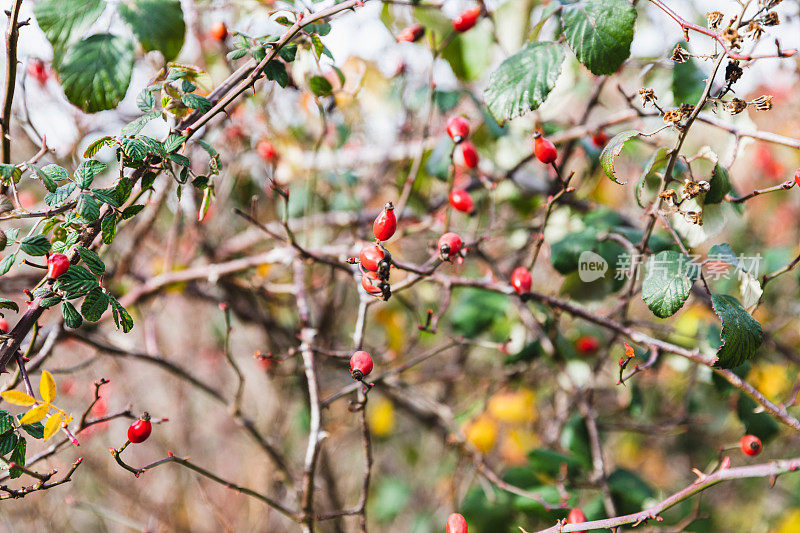 在Ciñera的Faedo森林，León盛开的树枝和红色的果实