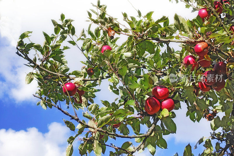 一个红色的天堂苹果在自然环境中挂在树枝上，阳光明媚的日子，健康的吃。一天一个苹果，医生远离我。