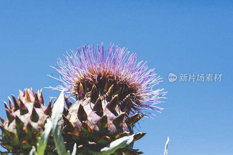 春天菜园子里开花的洋蓟植物的近景