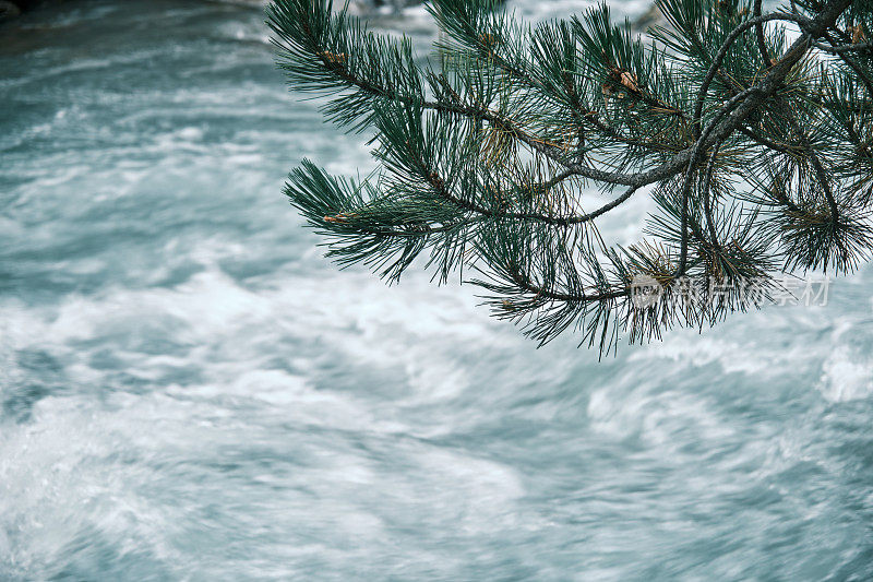 山间的河水在松枝下流淌