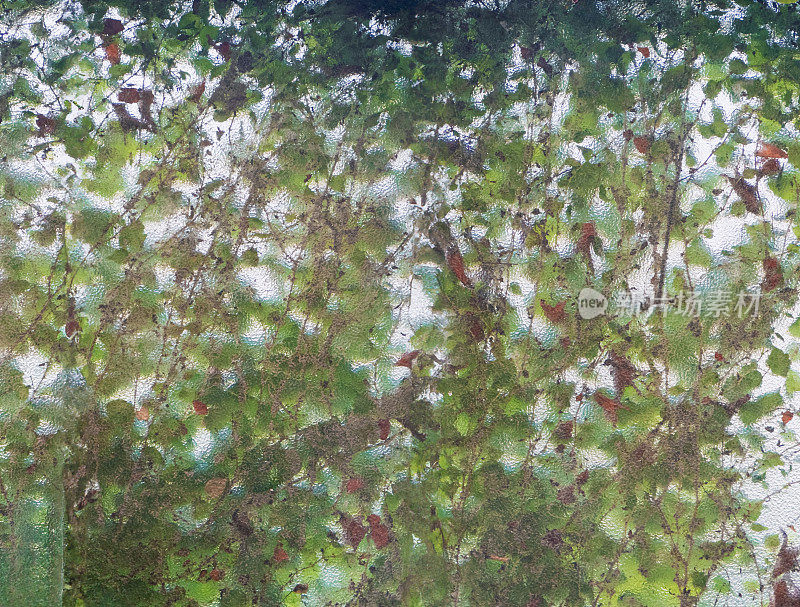 树叶的背景，与纹理玻璃