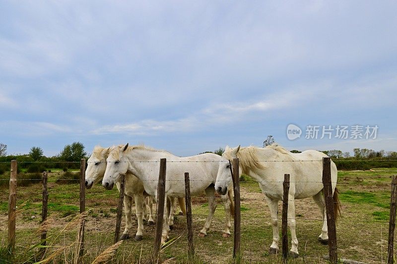 卡马尔格马