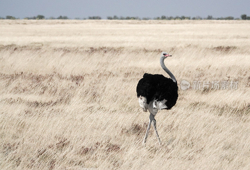 纳米比亚库内地区埃托沙国家公园的鸵鸟