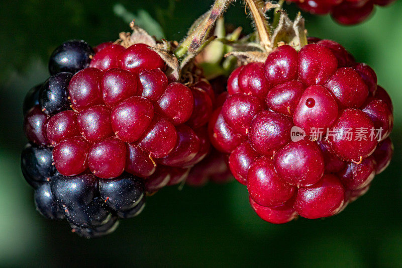 蓝莓。悬钩子属植物caesius。特写镜头。