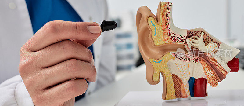 管内助听器的介绍。听力学家手持助听器靠近人耳解剖模型的特写