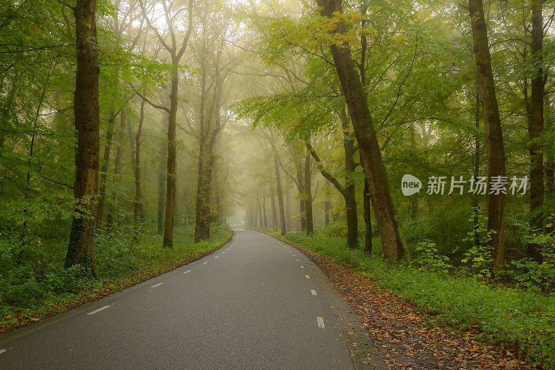 道路在一片大气的森林中，秋天的空气中弥漫着薄雾