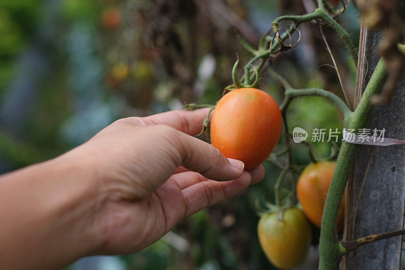 无法辨认的手检查西红柿植物生长