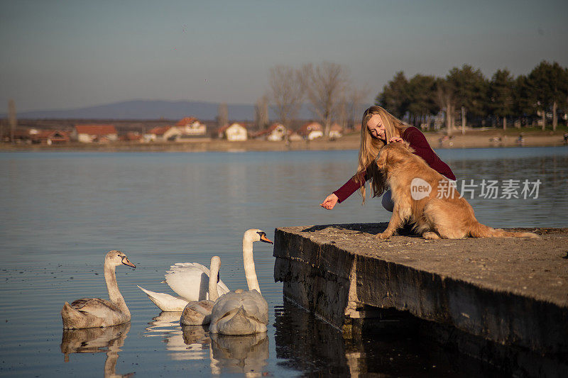 年轻女子和她的金毛猎犬在户外玩得很开心，她一边喂天鹅，一边看着她的狗
