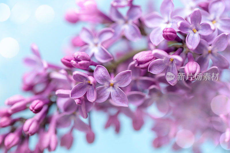 丁香花特写与散景光