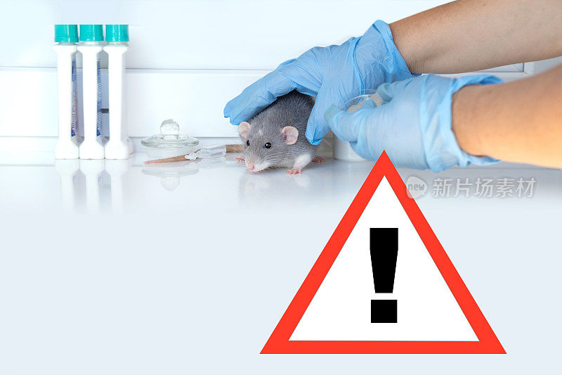 实验实验室灰鼠，概念遗传修饰，啮齿动物行为研究，基于小鼠的实验室实验