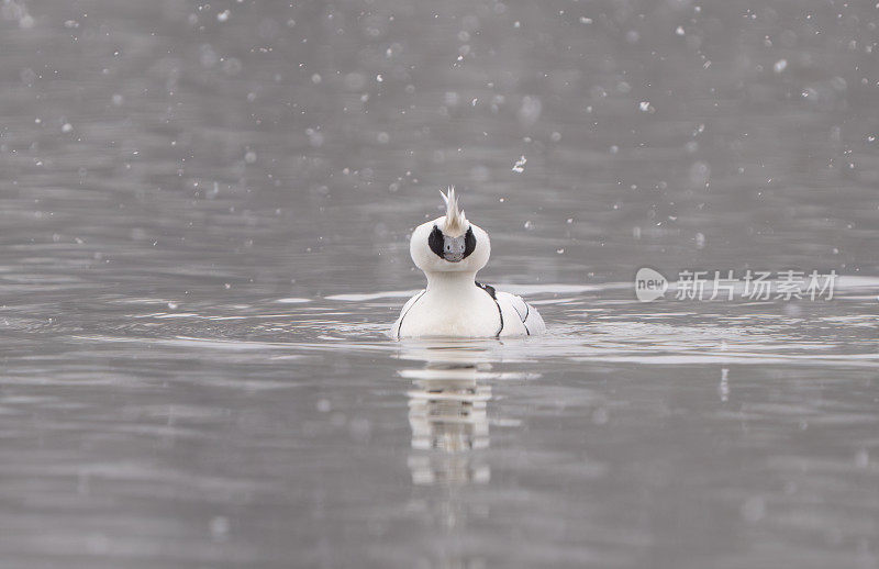 雪中的鸭子，挪威奥斯陆