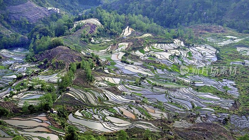 哈尼梯田，鸳鸯，中国