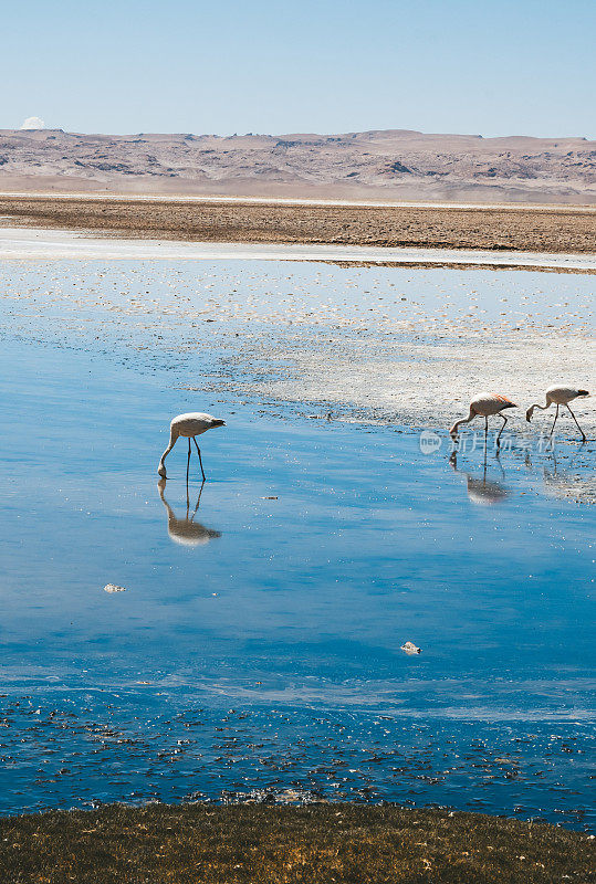一群智利火烈鸟在智利阿塔卡马沙漠的盐湖