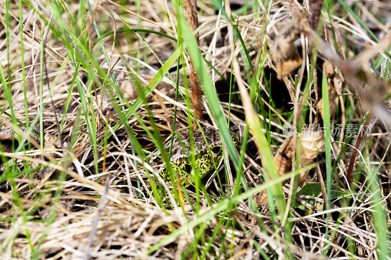 蜥蜴躲在春天的绿色灌木丛里