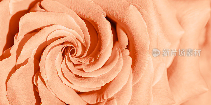 近距离看淡粉色桃色玫瑰花瓣宏观纹理，上方看美丽自然的横幅，自然花朵静物配合光学虚化，有机设计视觉趋势，抽象自然