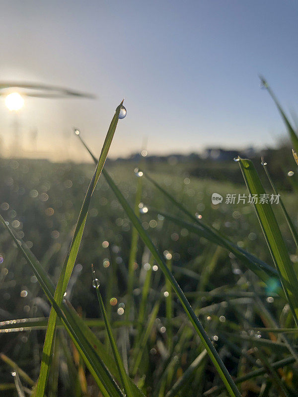 晨露——在初升的太阳下，小水滴点缀在草叶上