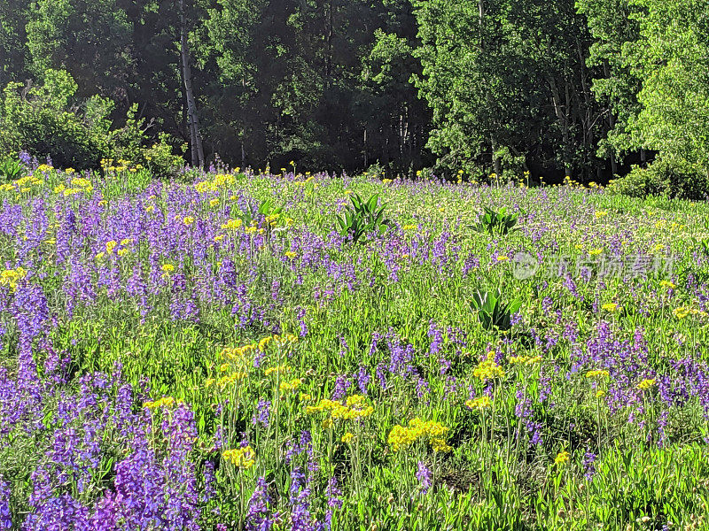 犹他州锡安国家公园附近的克洛布水库的高海拔草地上的春天花朵