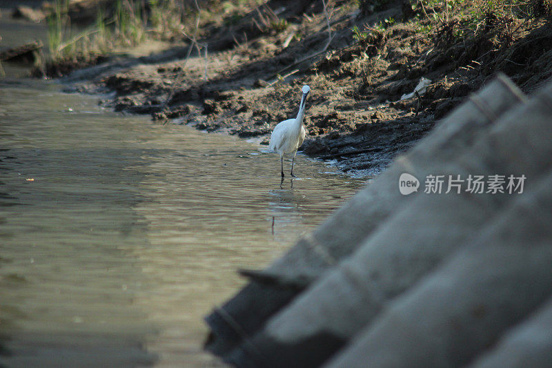 白鹭鸟