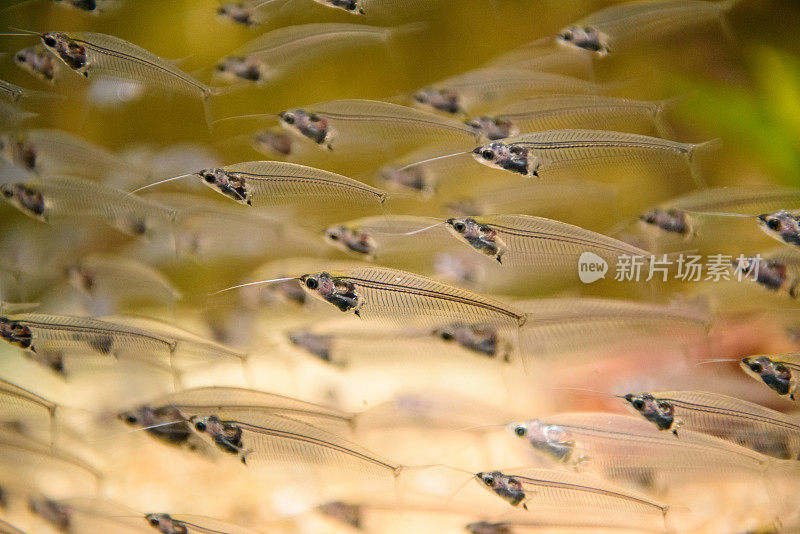 水族箱中的观赏鱼群