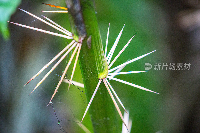 马来西亚:藤藤植物