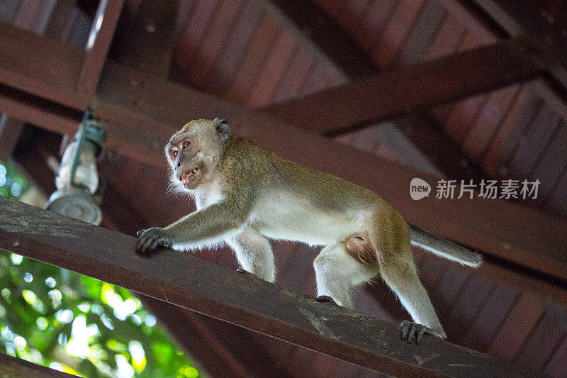 马来西亚:长尾猕猴