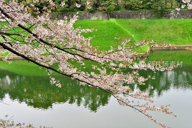 东京千鸟渊公园，绿色背景下的樱花