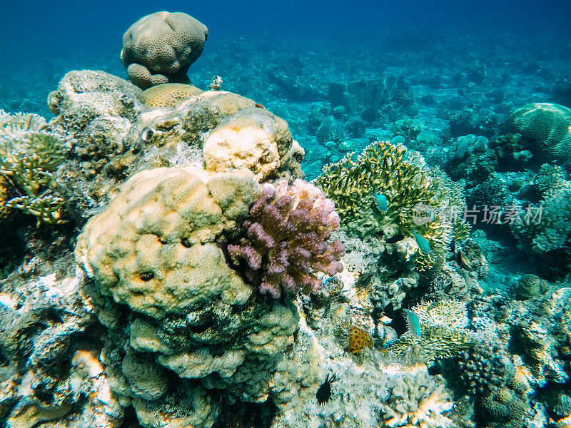 红海中的水下珊瑚礁