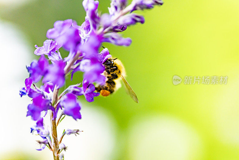 花上的蜜蜂