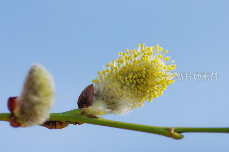 早春开花了