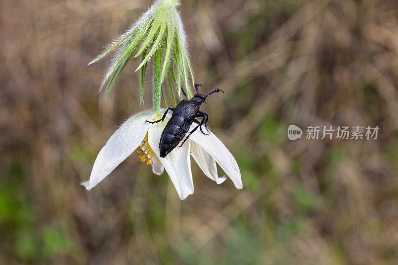 阿多尼斯花瓣上的黑甲虫
