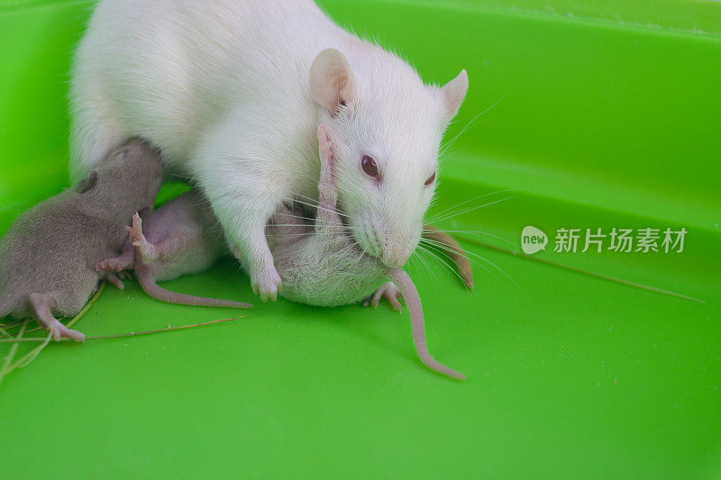 母老鼠舔她的幼崽。老鼠给他的孩子们洗澡。