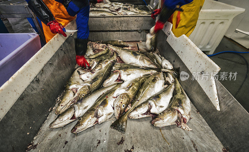 鱼业中的鳕鱼加工