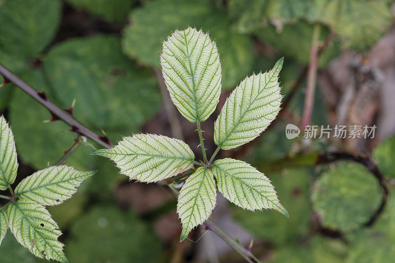 新鲜的新叶和刺黑莓果实