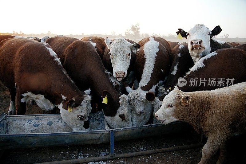 牧草喂养的肉牛，赫里福德小母牛，在干旱期间从槽喂养