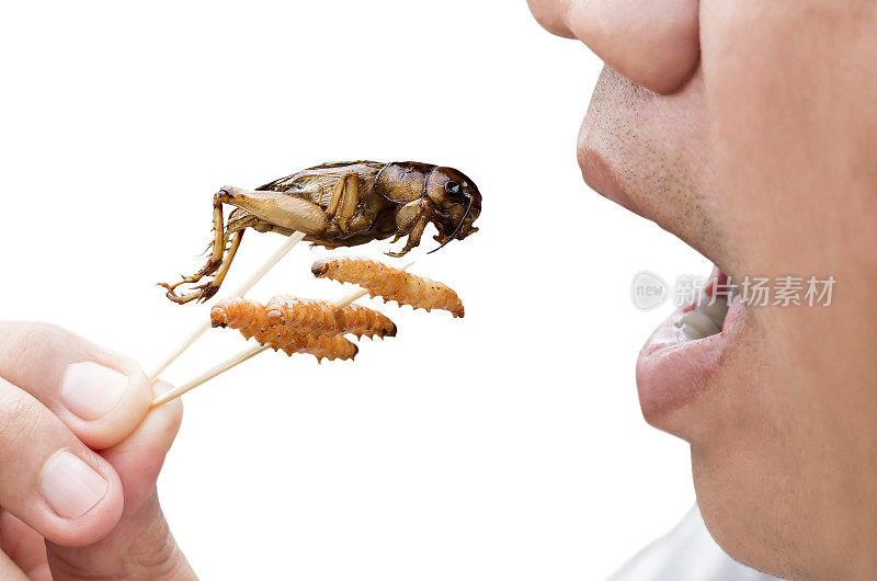 食物昆虫:人吃竹虫和蟋蟀昆虫油炸酥脆吃作为食物小吃，是很好的蛋白质来源可食用和美味的未来食物。昆虫学的知识概念。
