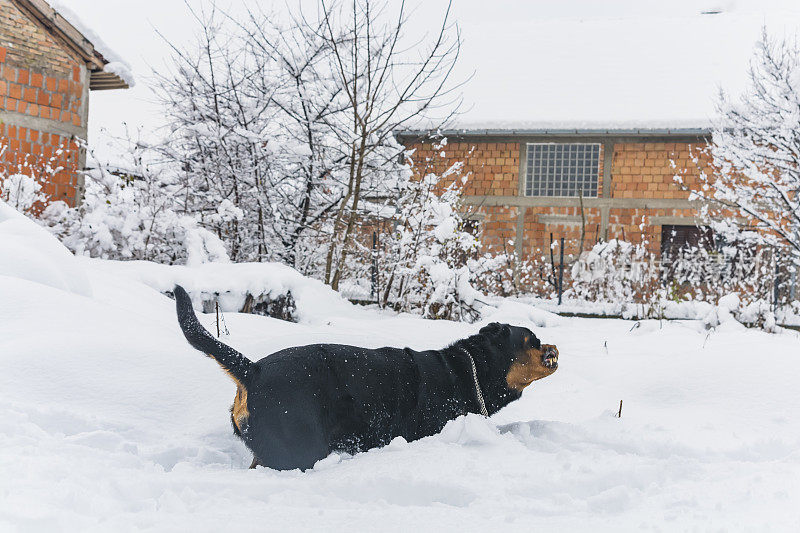 村子里的狗在雪地里玩耍