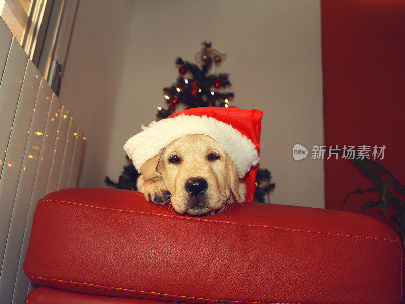 一只戴着圣诞老人帽的拉布拉多寻回犬