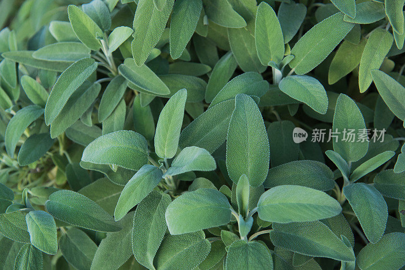 鼠尾草(丹参officinalis)植物