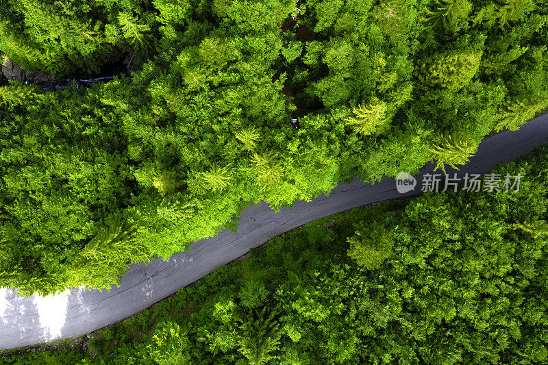 森林中道路的无人机鸟瞰图