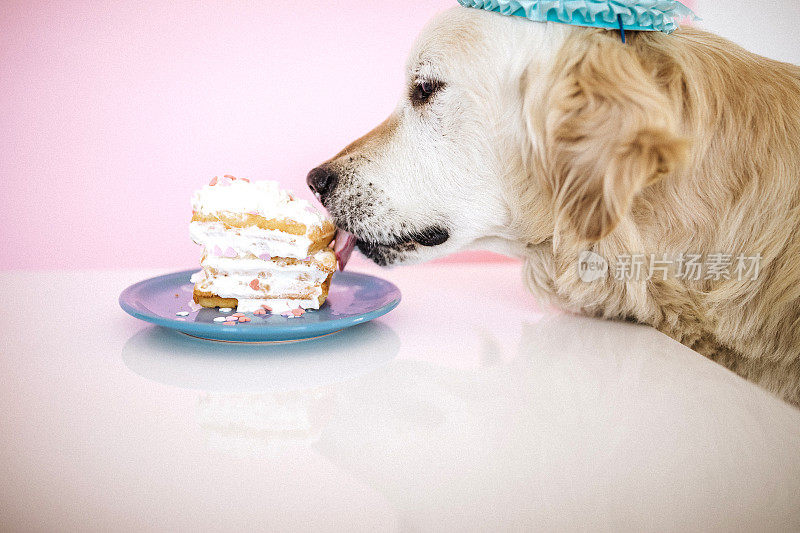 叼着派对帽子吃蛋糕的寻回犬