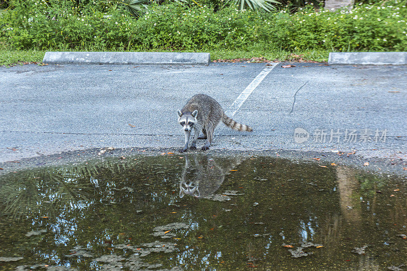 美国佛罗里达州迈阿密比斯坎湾比尔・巴格斯角公园的街道上，一只浣熊在水中倒映。