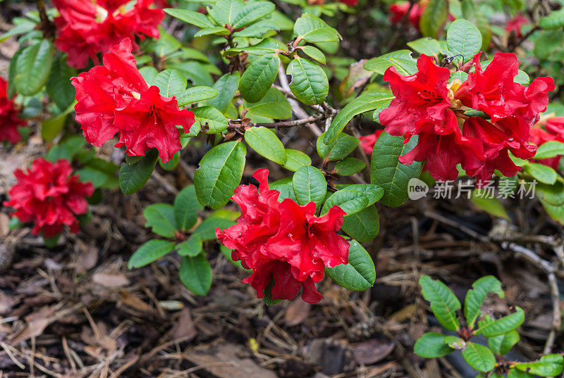 春天的第一朵红色杜鹃花。早春。