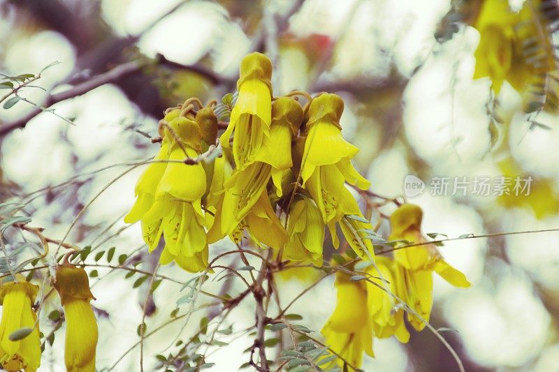 新西兰本土(槐花)科怀在春天开花