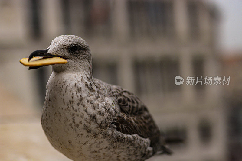 一只鸽子站在桥篱笆上的篱笆上