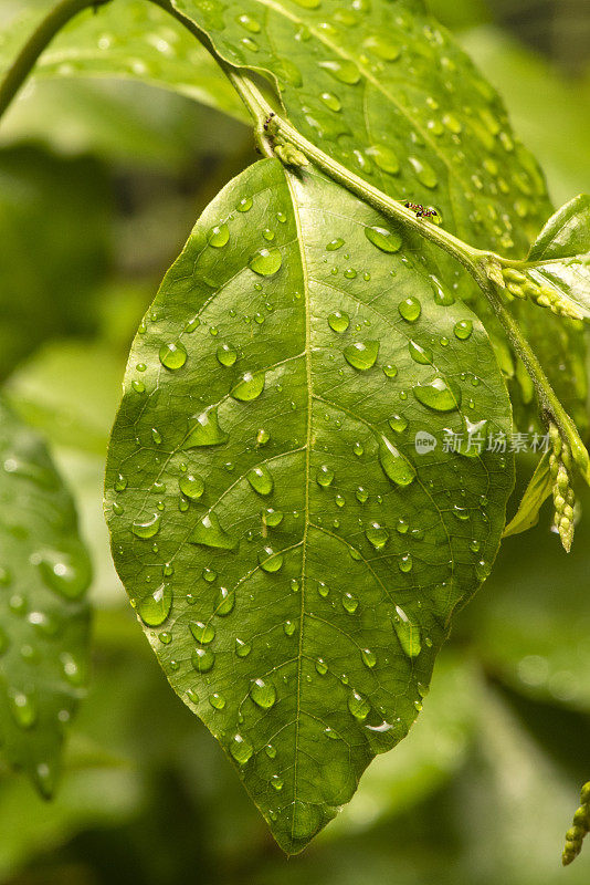 叶和雨