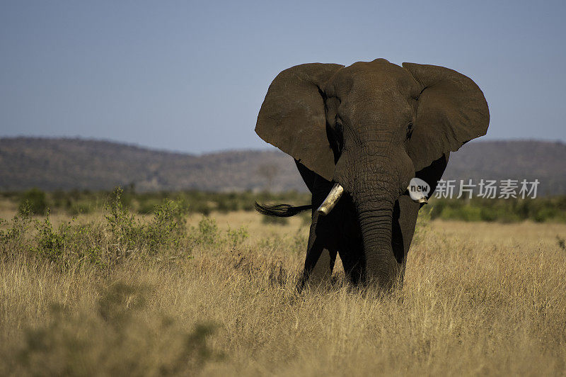 非洲象(学名Loxodonta)