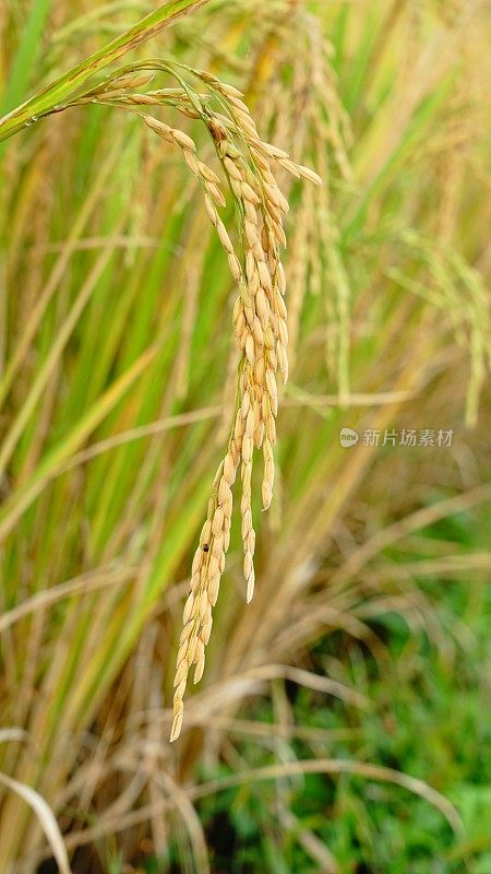 金色的稻田