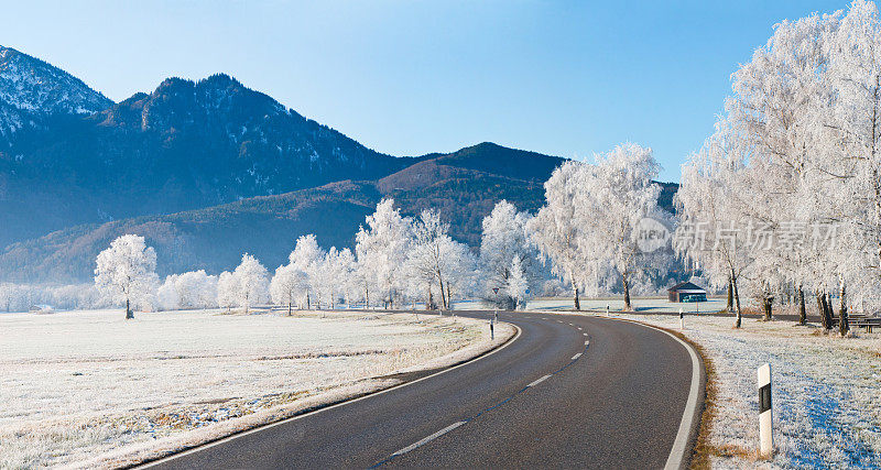 冬季乡村道路的全景，白桦树覆盖着白霜